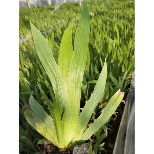 出售鳶尾，鳶尾種植基地，